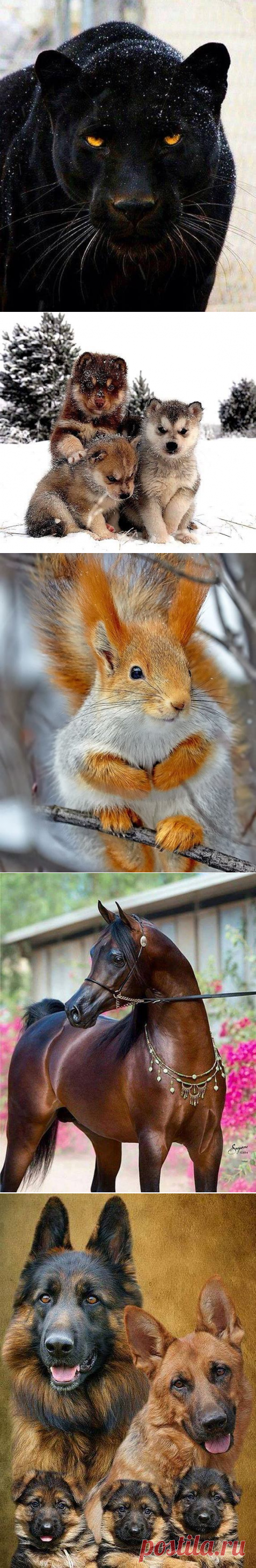 Фотографии очень красивых животных
