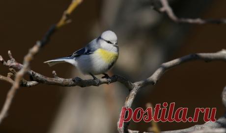 Желтогрудый князек (Parus flavipectus) © Белоусов Евгений [#81932] - Птицы Казахстана