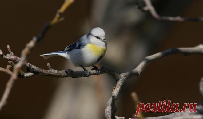 Желтогрудый князек (Parus flavipectus) © Белоусов Евгений [#81932] - Птицы Казахстана