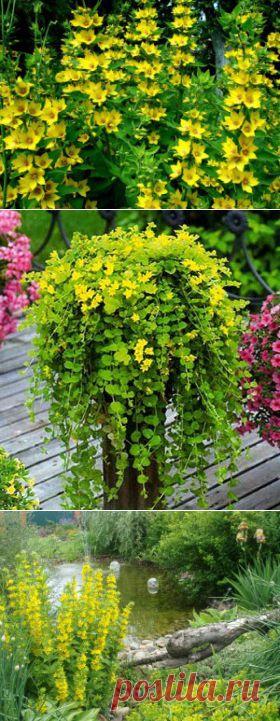 Вербейник. Виды, выращивание. | Для дачников.ру