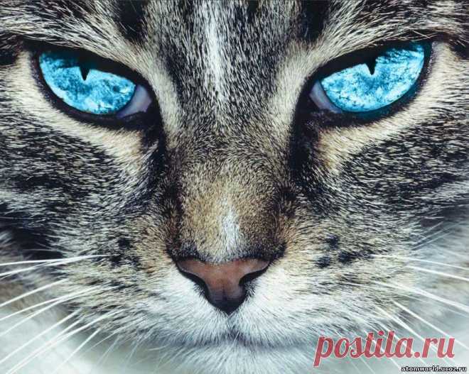 Кошка — хранительница домашнего очага
Кошки по праву считаются самыми невероятными и самыми любимыми домашними животными. Они прельщают нас буквально всем, своей грацией, манерами и повадками и конечно же своей таинственностью. И действительно, сейчас никто (даже учёные) не могут дать разумного объяснения откуда, почему и как давно рядом с человеком появились кошки. Откуда появилось слово КОШКА? Может быть, в этом […]
Читай пост далее на сайте. Жми ⏫ссылку выше