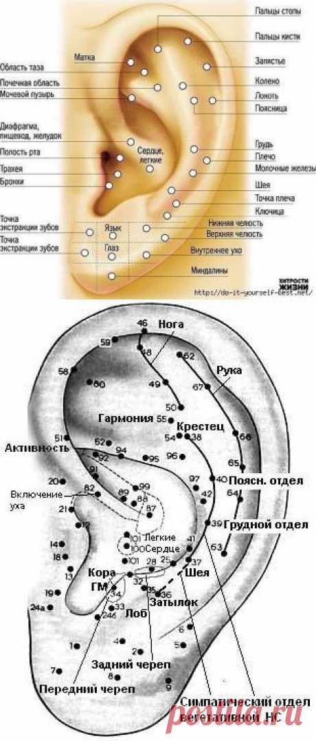 МАССАЖ УШЕЙ ЛЕЧИТ

По утверждению экспертов в области акупунктуры, все без исключения внутренние органы и системы организма
спроецированы на определенные участки ушной раковины.