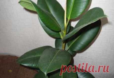 Как ухаживать за фикусом зимой: особенности полива, температуры, влажности