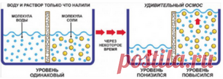 10 принципов органического живого земледелия. Что такое осмос.