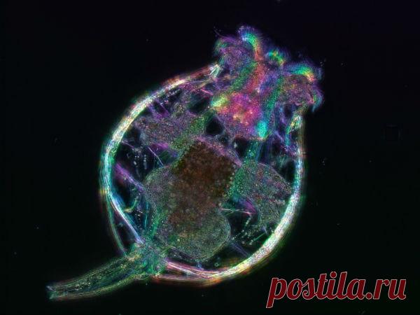 Увеличение продолжительности жизни при низких температурах управляется генами | Непознанный мир