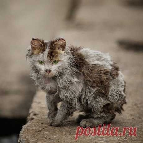 Уродливый кот, стихотворение | Дай лапку