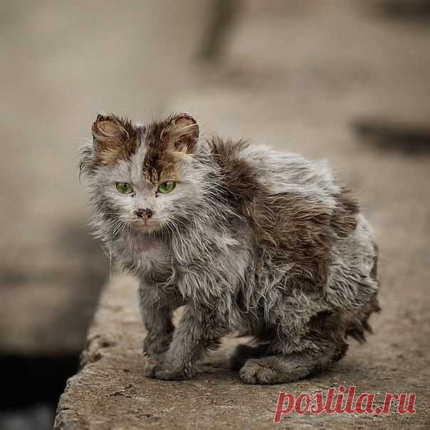 Уродливый кот, стихотворение | Дай лапку