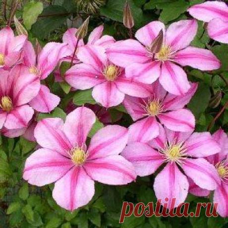 (60) Одноклассники