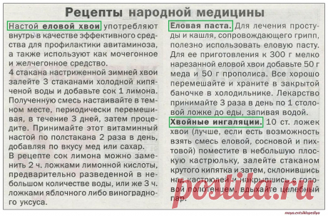 Лечебные свойства хвои