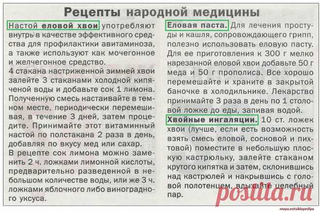 Лечебные свойства хвои