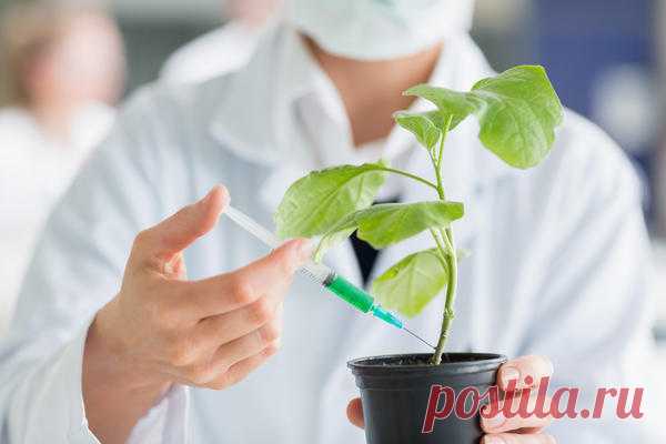 Стимуляторы роста растений: правильное применение