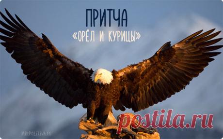 Однажды человек нашёл яйцо орла и подложил его курице. Орлёнок вырос вместе с цыплятами и стал похож на них: он кудахтал, как они, копался в земле в поисках червячков, хлопал крыльями и пытался летать.
Прошли годы. Однажды уже выросший орёл увидел в небе гордую птицу. С необычайной грациозностью она преодолевала порывы ветра, лишь изредка взмахивая большими крыльями. 
Зачарованный, орёл спросил: «Кто это?» «Это орёл — король всех птиц, – ответил ему сосед. – Он принадлежит...