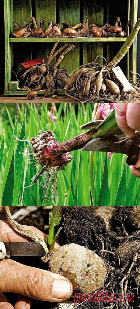 (46) Одноклассники