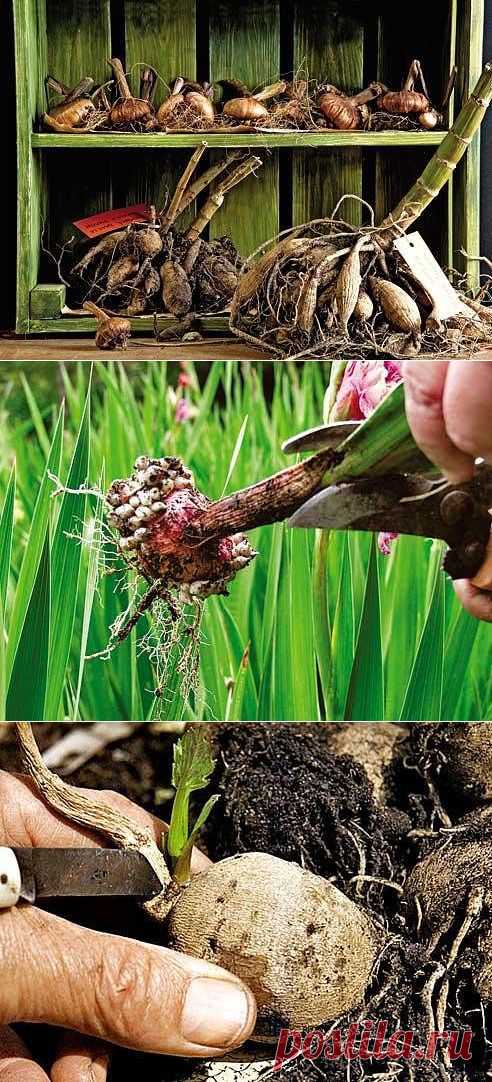 (46) Одноклассники