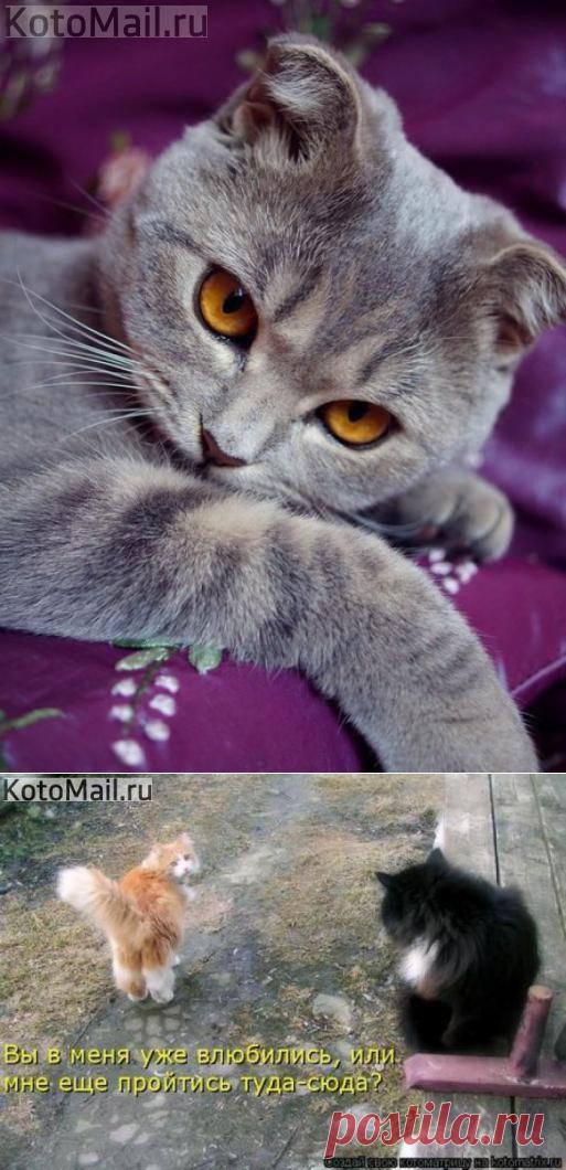 Пора задуматься об избраннике | KotoMail.ru