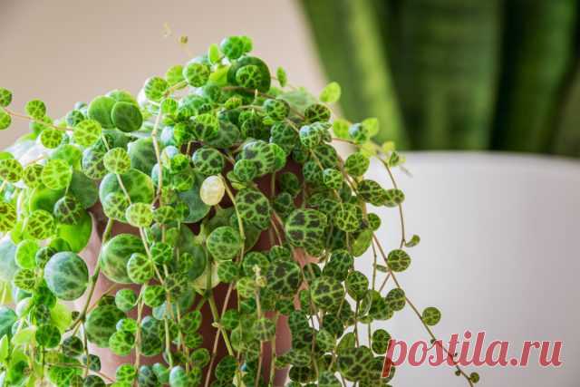 Главные правила выращивания ампельного растения — залог пушистого кустика — Ботаничка