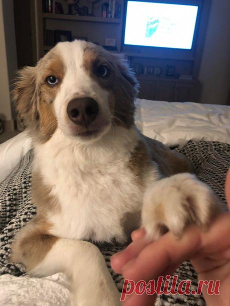 Пушистые лапусики Животные милашки и лапусики. Не верите? А вы попробуйте посмотреть на щеночка или котёнка, не улыбнувшись. То-то же. А вот вам ещё 25 зверюшек для того, чтобы вы окончательно в этом убедились.