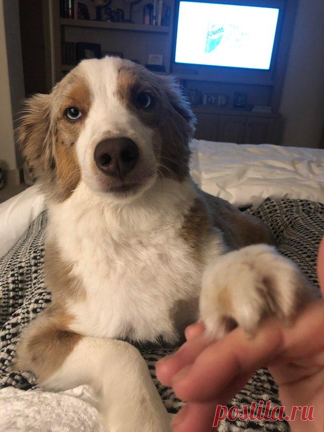 Пушистые лапусики Животные милашки и лапусики. Не верите? А вы попробуйте посмотреть на щеночка или котёнка, не улыбнувшись. То-то же. А вот вам ещё 25 зверюшек для того, чтобы вы окончательно в этом убедились.