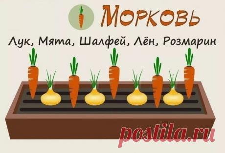 Совместимость растений на грядке