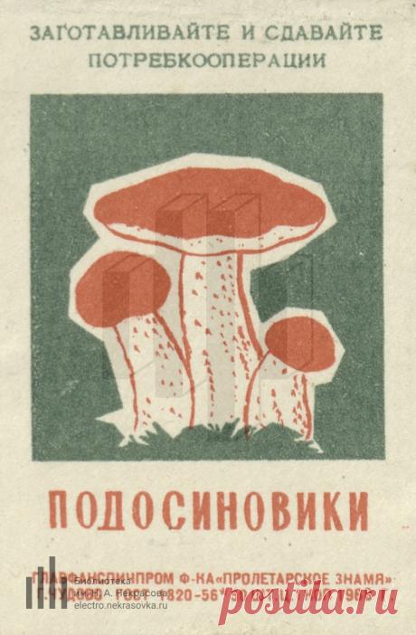 Подосиновики. Заготавливайте и сдавайте потребкооперации