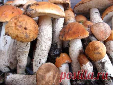 Как готовить подосиновики и подберезовики? Кулинарные советы :: SYL.ru