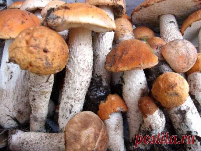 Как готовить подосиновики и подберезовики? Кулинарные советы :: SYL.ru