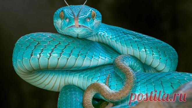 Комодская древесная гадюка (голубая куфия).

Ну не красота ли?