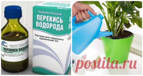 СЕНСАЦИЯ! После такого опрыскивания комнатные цветы растут в 2 раза быстрее