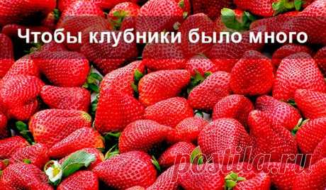 Чтобы клубники было много Простые народные способы подкормки клубники.