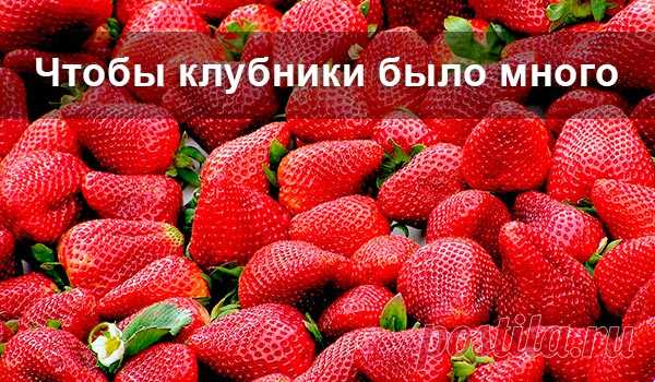 Чтобы клубники было много Простые народные способы подкормки клубники.