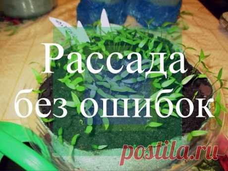 Рассада перца и баклажанов. Как избежать ошибок. (19.02.16 г.)