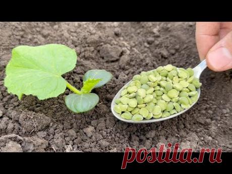 В лунку при Посадке Огурцов добавьте Это! Огурцы Попрут в Рост и Завалят Урожаем!