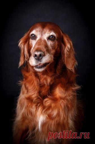 30 лучших работ с ежегодного конкурса фотографий собак