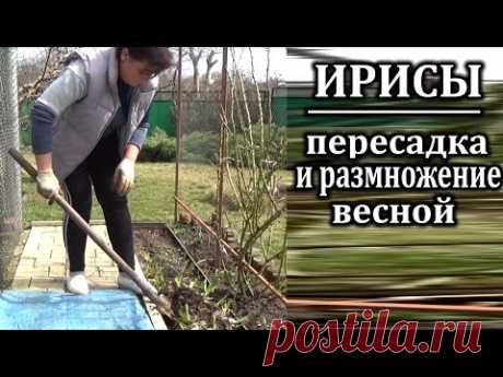 пересадка ирисов весной