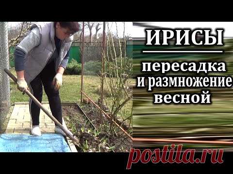 пересадка ирисов весной