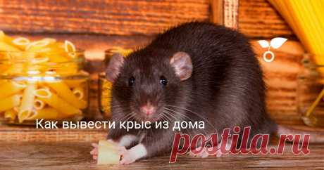 Как вывести крыс из дома Выводить крыс из дома сложно и лучше всего использовать сразу несколько средств от производителей с хорошей репутацией. Помогаем выбрать подходящие для вас.