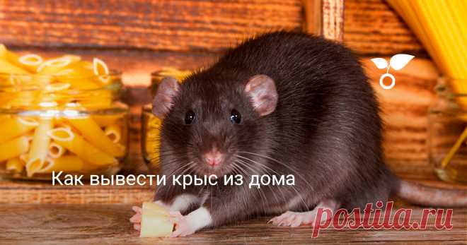 Как вывести крыс из дома Выводить крыс из дома сложно и лучше всего использовать сразу несколько средств от производителей с хорошей репутацией. Помогаем выбрать подходящие для вас.