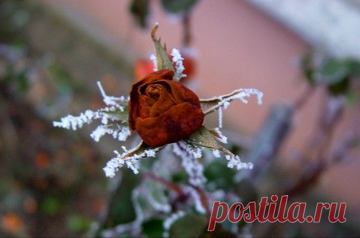 Как сохранить розы зимой