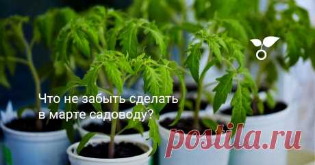 Что не забыть сделать в марте садоводу? Сегодняшняя статья о том, что не забыть сделать садоводу в марте. Ведь чтобы подготовить триумфальное шествие весны в саду, надо переделать кучу дел и ничего не забыть.