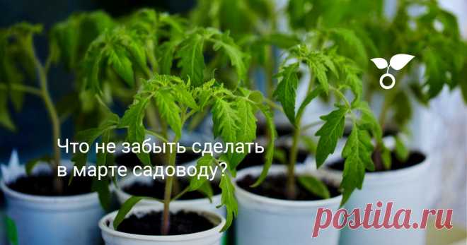 Что не забыть сделать в марте садоводу? Сегодняшняя статья о том, что не забыть сделать садоводу в марте. Ведь чтобы подготовить триумфальное шествие весны в саду, надо переделать кучу дел и ничего не забыть.