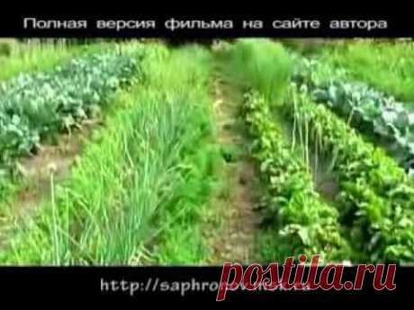03  Огород в родовом поместье (свекла чеснок)