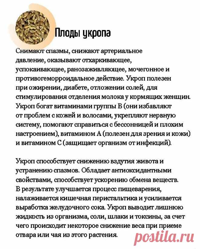 Плоды укропа - лечебные свойства