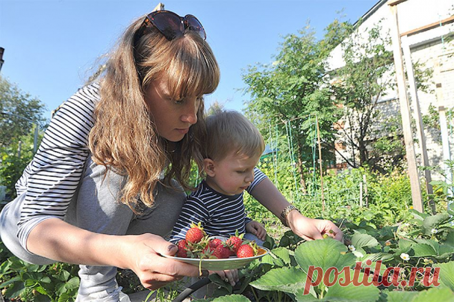 Уход за клубникой в июне на даче: как получить хороший урожай дождливым летом