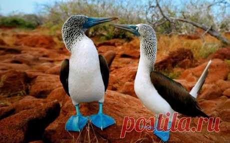 Голубоногая олуша