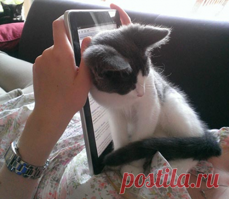 «Ни стыда, ни совести!» 30 фото самых обнаглевших морд