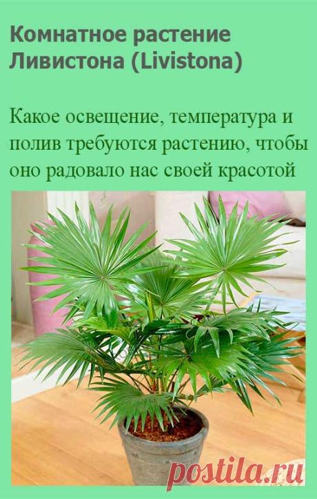 Комнатное растение Ливистона (Livistona). Ливистоны - одни из самых неприхотливых пальм, подходящих для содержания в домашних условиях. За строение листьев их называют веерными пальмами. В продаже обычна ливистона круглолистная (L.rotundifolia). В комнатных условиях эта пальма почти не образует ствола. Поэтому для содержания ливистоны в домашних условиях требуется много свободного пространства.