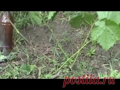 Виноград Подготовка куста к прививке