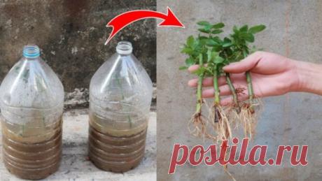 Эффективное укоренение розы: насыпьте песок в бутылку Розы укоренить не так-то просто, но есть пара секретов, которые помогут добиться желаемого результата. Попробуйте укоренить розы
