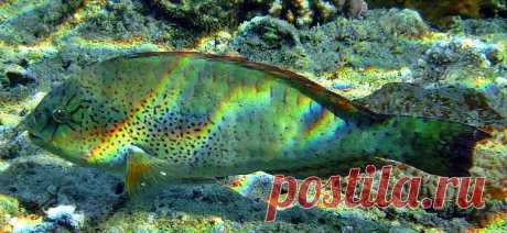 Calotomus viridescens(Лат.), Viridescent parrotfish (Англ.), Blattgrüner Papageifisch (Нем.), 綠絢鸚嘴魚 (Кит.) 

Попугай пятнистый 

размер -21 см. 
глубина 1 – 30 м.
Питаются обрастаниями на кораллах, водорослями.
Этих рыб называют попугаями за своеобразный «клюв», образованный слившимися зубами, и яркую окраску. Голова их впереди обычно закруглена. Тело умеренно вытянутое, слегка сжатое с боков. Спинной плавник один, без колючих лучей. В анальном плавнике 3 колючки и 9 мягких лучей.