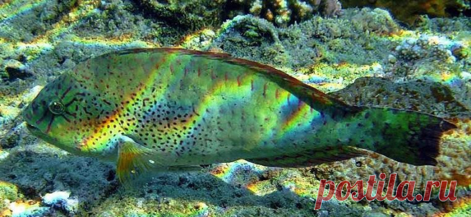 Calotomus viridescens(Лат.), Viridescent parrotfish (Англ.), Blattgrüner Papageifisch (Нем.), 綠絢鸚嘴魚 (Кит.) 

Попугай пятнистый 

размер -21 см. 
глубина 1 – 30 м.
Питаются обрастаниями на кораллах, водорослями.
Этих рыб называют попугаями за своеобразный «клюв», образованный слившимися зубами, и яркую окраску. Голова их впереди обычно закруглена. Тело умеренно вытянутое, слегка сжатое с боков. Спинной плавник один, без колючих лучей. В анальном плавнике 3 колючки и 9 мягких лучей.